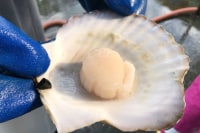 乙部町観光協会