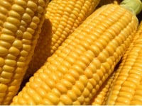 大月町観光協会