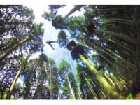 フォレストアドベンチャー・湯の山