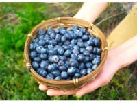 高島ブルーベリーファーム