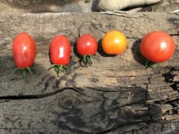 伊藤農園 asobibatake