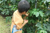 MATAYOSHI COFFEE RARM