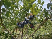 丹波篠山 伝田農産