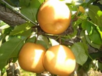 フルーツパーク陽平