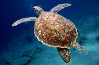 奄美ネイチャーガイド