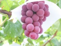 みはらしの千果園