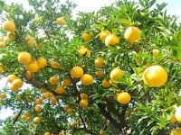 甘夏かあちゃん