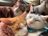 猫カフェ 音々猫