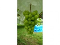 ぶどう工房OIKOS