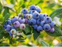 さくらの杜ファーム ブルーベリー園