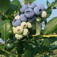 つくば・ブルーベリー・ピクニック