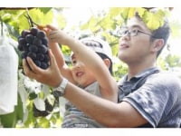 フルーツハーベスト 田中農園