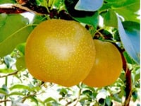 観光農園 橋本園