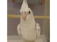 フクロウカフェSAKURA