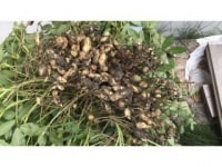 糸島福吉体験農園