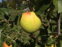 峠の小野りんご園