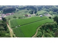 株式会社扇原茶園