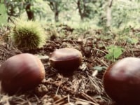 ショコロンファーム