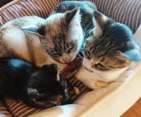 ねこカフェ・ハンドメイド雑貨 Five Cats