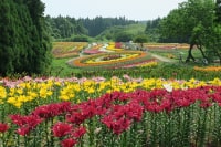 南くりこま高原 一迫ゆり園