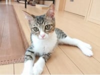 保護猫カフェ アニマルエイド