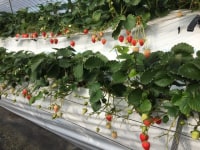 林檎と葡萄の樹