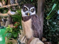 ふくろうカフェFUKU