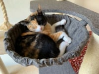 ねこカフェ CAT･walk