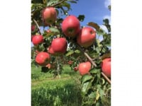 庭田フルーツファーム