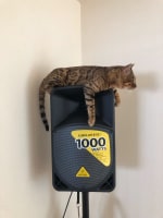 世界一小さな猫カフェ