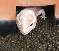 爬虫類喫茶Asche