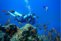 式根島ダイビングサービス