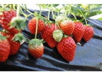 ストロベリーランド筑西