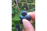 四国山の森公園及び香り会館