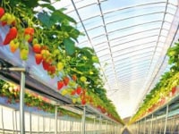 タナベリーファーム