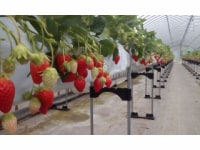 ストロベリーファーム21 田中山店