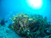 シータイム 石垣島