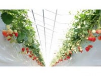 なるベリーファーム