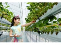 みまき いちご園