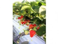 中村農園 果季の樹