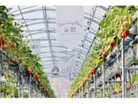 Strawberry Farm No.15