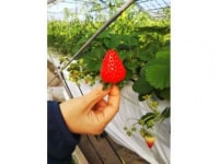 あきちゃん農園