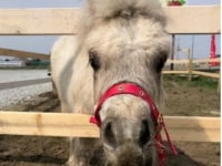 ちあきのいちご園