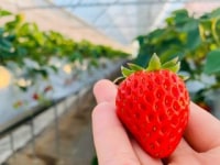 八ヶ岳フルーツ農園