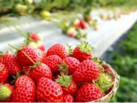 とよさんファームいちご園