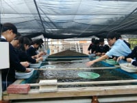 海ぶどう平安座養殖場