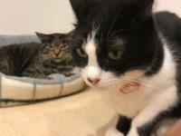 譲渡型保護猫カフェ CAT HOME GARDEN