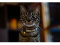 猫カフェ Minette