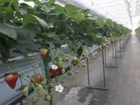 イグナルファームいちご園