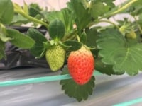 府中いちご狩り園